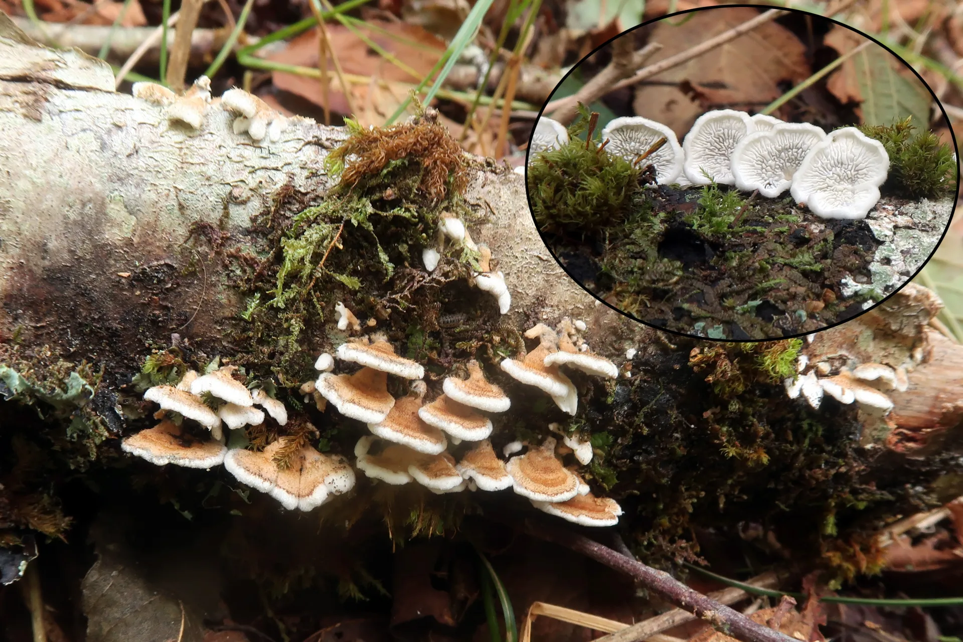 Plicaturopsis crispa - 1
